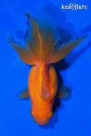 4.75" ORANDA GOLDFISH