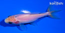 4" WAKIN GOLDFISH