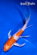 5" GINRIN HARIWAKE BUTTERFLY