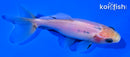 4" WAKIN GOLDFISH