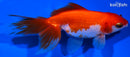 5" FANTAIL GOLDFISH