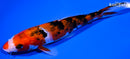 7.25" SANKE