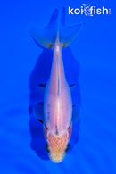 4" WAKIN GOLDFISH