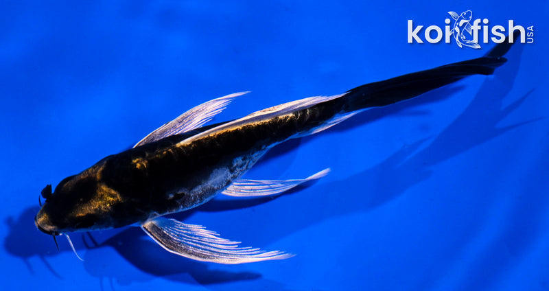 4.5" KABUTO BUTTERFLY