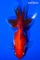 5" FANTAIL GOLDFISH