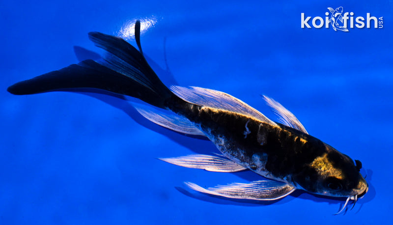 4.5" KABUTO BUTTERFLY