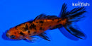 4.75" CALICO WATONAI GOLDFISH
