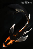 8.5" KIN ORENJI MATSUBA BUTTERFLY