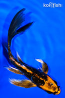 6" BENI KIKOKURYU BUTTERFLY