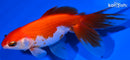 5" FANTAIL GOLDFISH