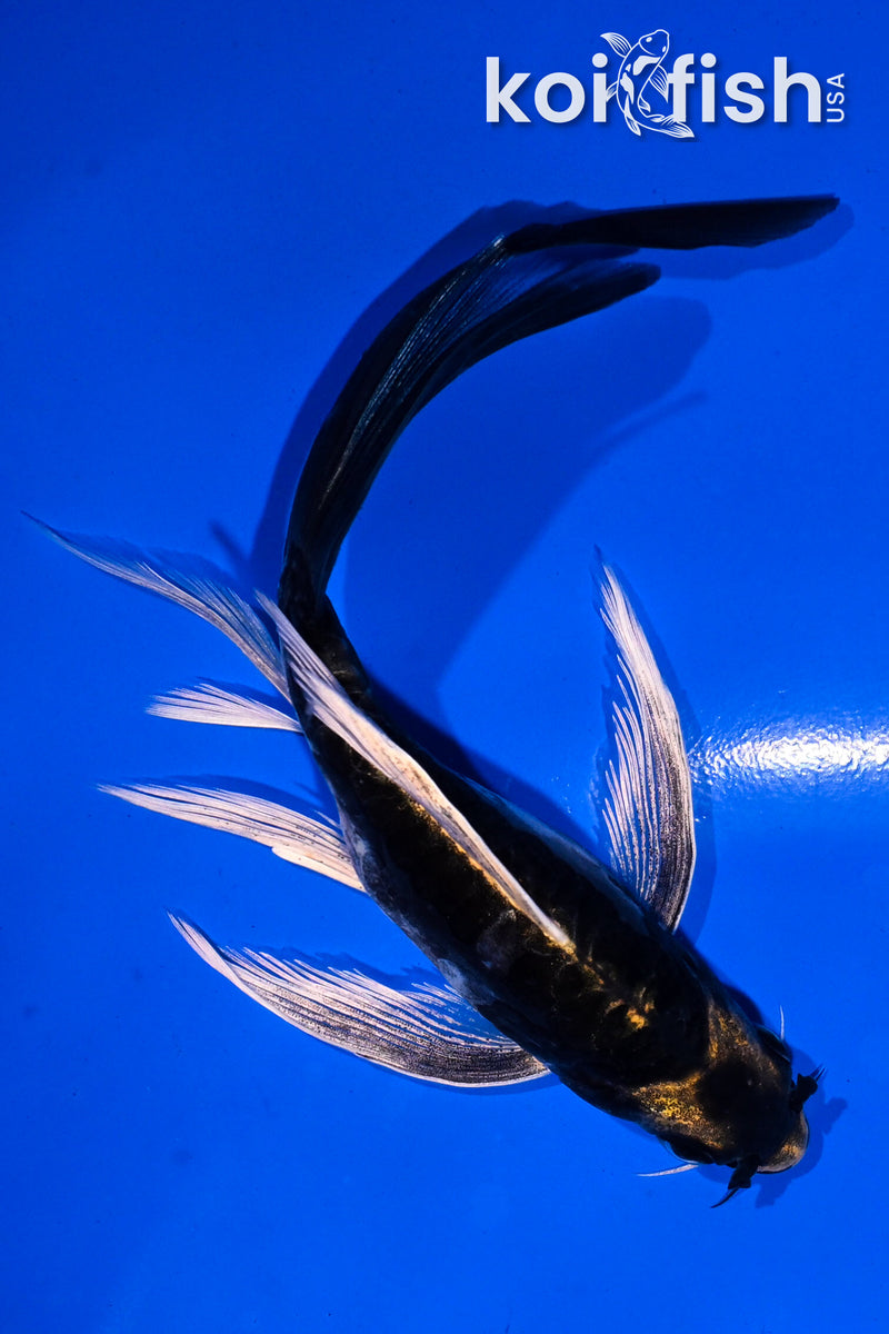 4.5" KABUTO BUTTERFLY