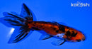 4.75" CALICO WATONAI GOLDFISH