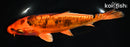 7.25" BENI KIKOKURYU