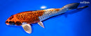 9.75" GINRIN BENI GINGA
