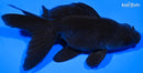 5.25" FANTAIL GOLDFISH