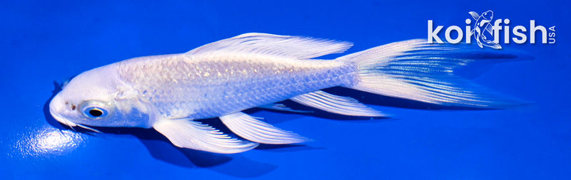 5" GINRIN PLATINUM OGON BUTTERFLY