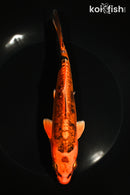 7.25" BENI KIKOKURYU
