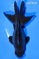 5.25" FANTAIL GOLDFISH