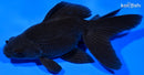5.25" FANTAIL GOLDFISH