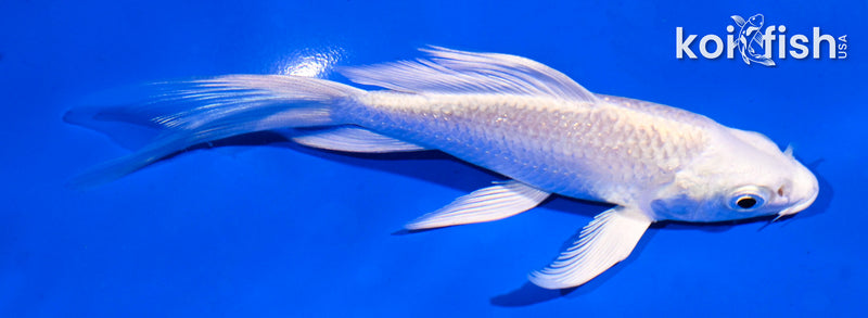 5" GINRIN PLATINUM OGON BUTTERFLY