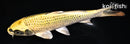 6.75" KIN KI MATSUBA
