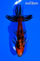 4.75" CALICO WATONAI GOLDFISH