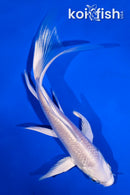 5" GINRIN PLATINUM OGON BUTTERFLY