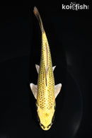 6.75" KIN KI MATSUBA