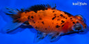 3.75" CALICO TELESCOPE FANTAIL GOLDFISH