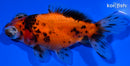 3.75" CALICO TELESCOPE FANTAIL GOLDFISH