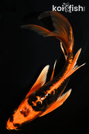 8" ARAGOKE BENI KIKOKURYU BUTTERFLY
