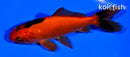 4.25" WAKIN GOLDFISH
