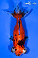 3.75" CALICO TELESCOPE FANTAIL GOLDFISH