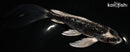 8" GINRIN KOGANE OCHIBA SHIGURE BUTTERFLY