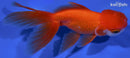 4.75" ORANDA GOLDFISH