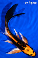 6.5" BENI KIKOKURYU BUTTERFLY