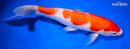 9.75" KOHAKU
