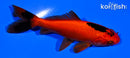 4.25" WAKIN GOLDFISH
