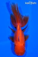 4.75" ORANDA GOLDFISH