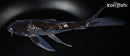 9.25" GINRIN OCHIBA SHIGURE BUTTERFLY