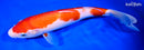 9.75" KOHAKU