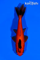 4.25" WAKIN GOLDFISH