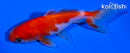 4.25" SARASA WAKIN GOLDFISH