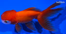 4.75" ORANDA GOLDFISH