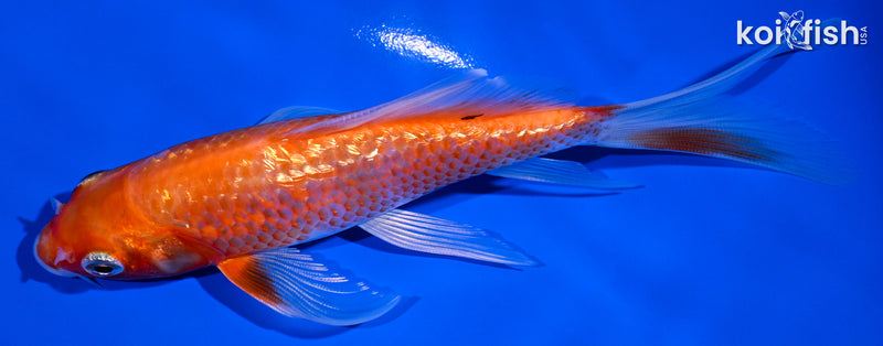 6" GINRIN HARIWAKE BUTTERFLY