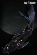 9.25" GINRIN OCHIBA SHIGURE BUTTERFLY