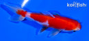 4.25" SARASA WAKIN GOLDFISH