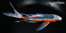 9.5" ASAGI BUTTERFLY