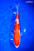 9.75" KOHAKU