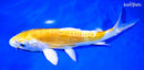 9" DOITSU LEMON HARIWAKE